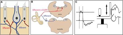 Loss of α-Calcitonin Gene-Related Peptide (αCGRP) Reduces Otolith Activation Timing Dynamics and Impairs Balance